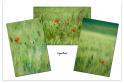 coquelicots2 copie